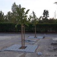 Autobloccanti intorno ai gelsi